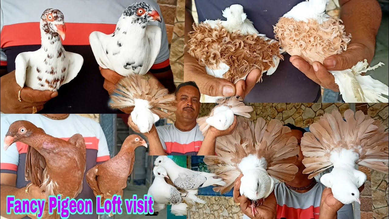 Fancy Pigeon Loft visit of Jagannath vai / Fancy Pigeon Collection, Breeding and Trading