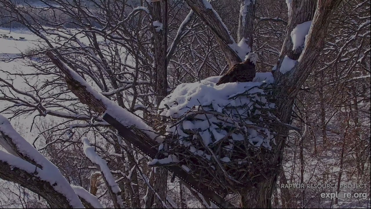 Decorah North Eagles 3-1-26, 8 am UM & DNF to nest, nestorations