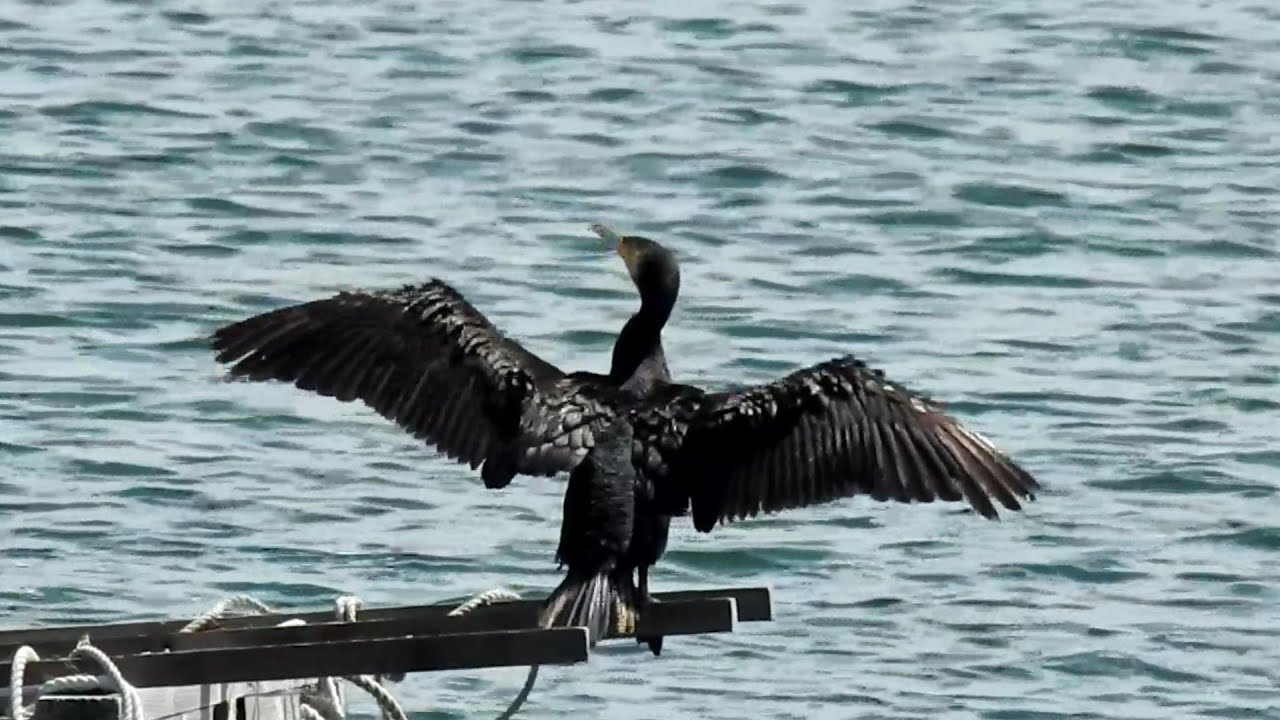 カワウ（ウミウ？）翼を広げてバサバサ 乾燥中＆日向ぼっこ