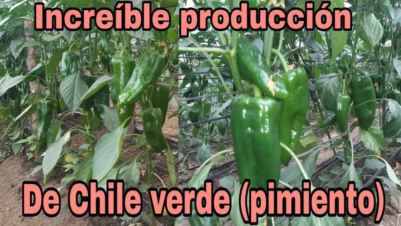Cultivo de Chile verde (pimiento) en producción