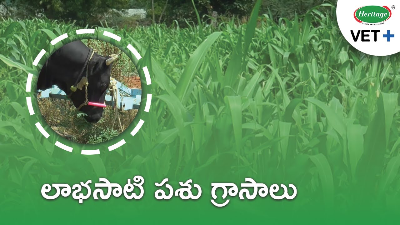 Green fodder for cattle | పశుగ్రాసాల ప్రాధాన్యత | Heritage Vet+ (Telugu - తెలుగు)