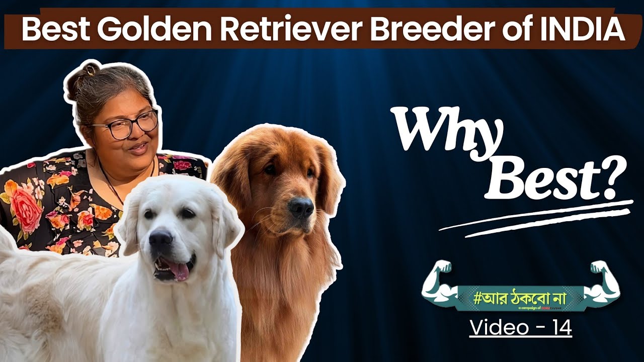 Best Golden Retriever Breeder of India  - Bessie's Retrievers - Murchana Barooah