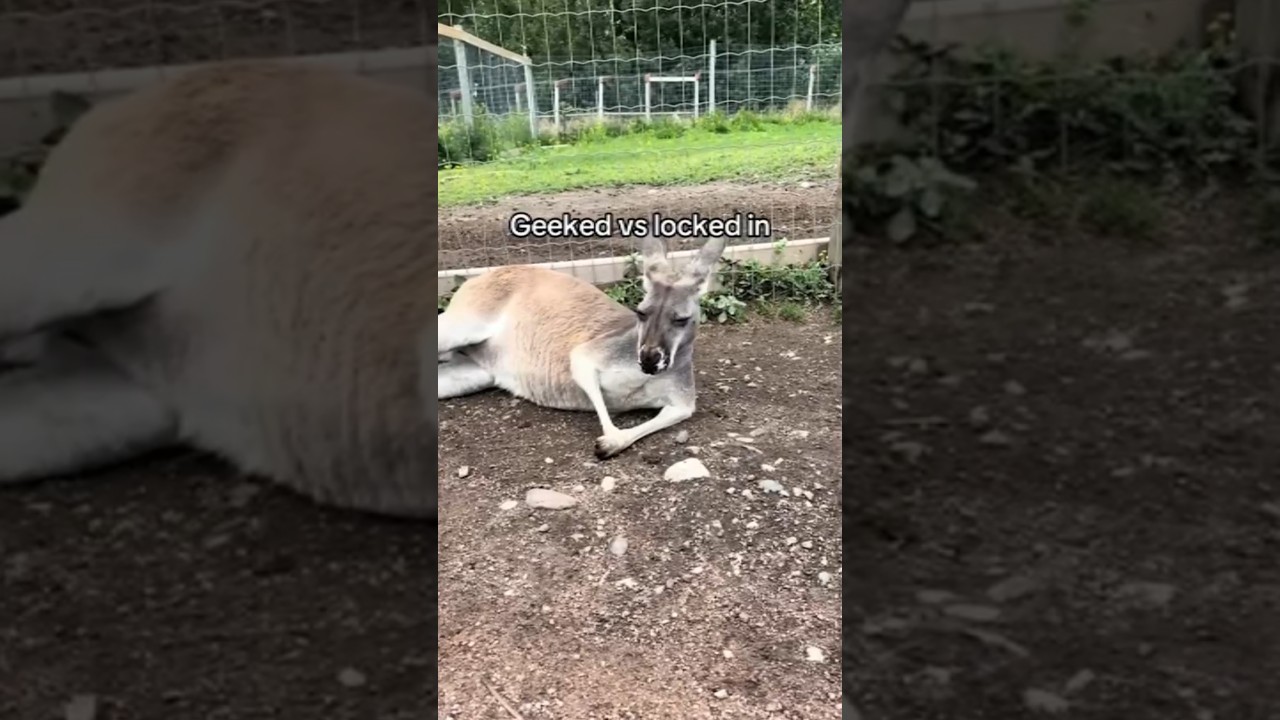 Why&rsquo;s he looking like that? 🗿💀 #memes #funny #lol #animals #zoo #geek #kangaroo #shorts #viral