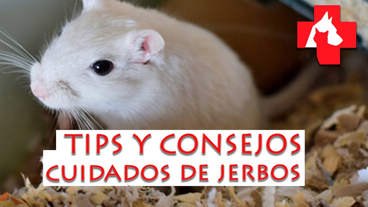 Todo sobre como cuidar a tu jerbo TIPS Y CONSEJOS