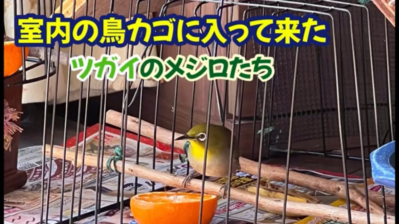 室内の鳥カゴに入ってくる慣れたメジロのツガイ