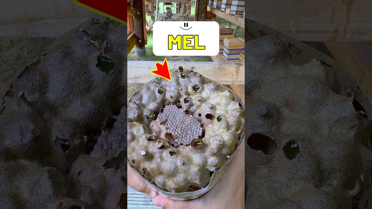 Tinha at&eacute; mel no topo! Veja o interior de um ninho-isca de Tubuna