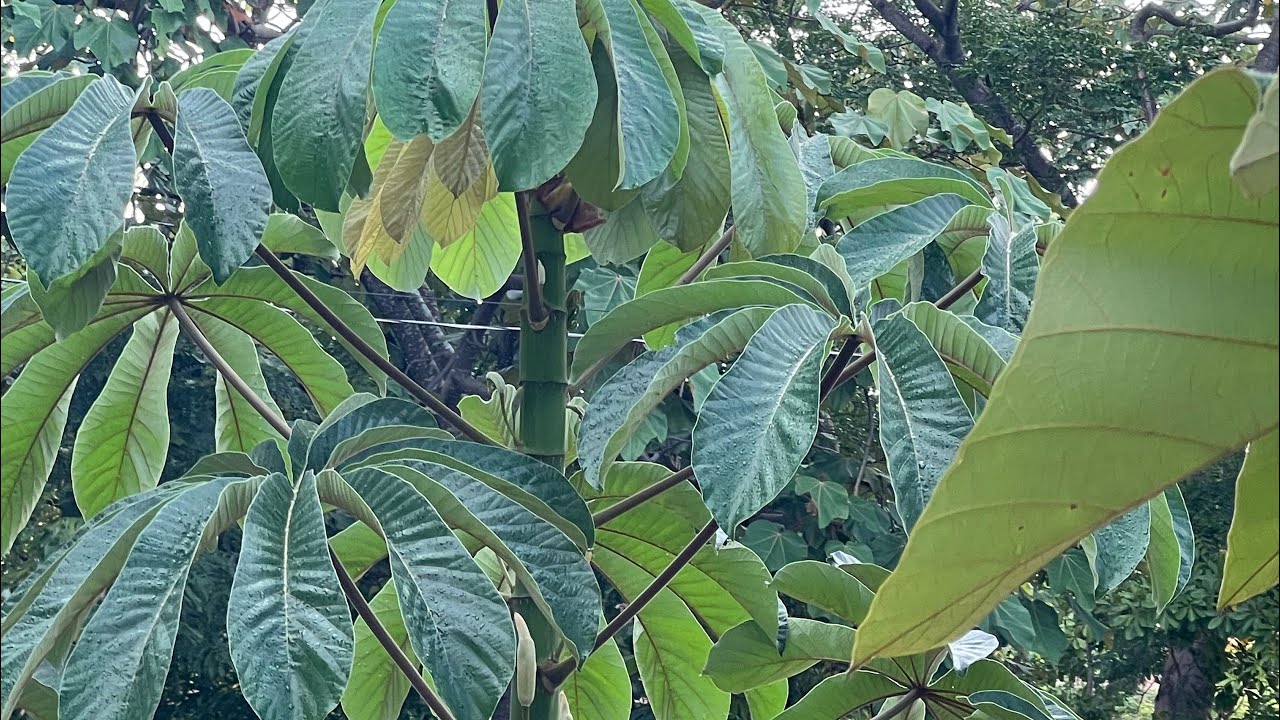 EMBAÚBA planta milagrosa e seus BENEFÍCIOS 