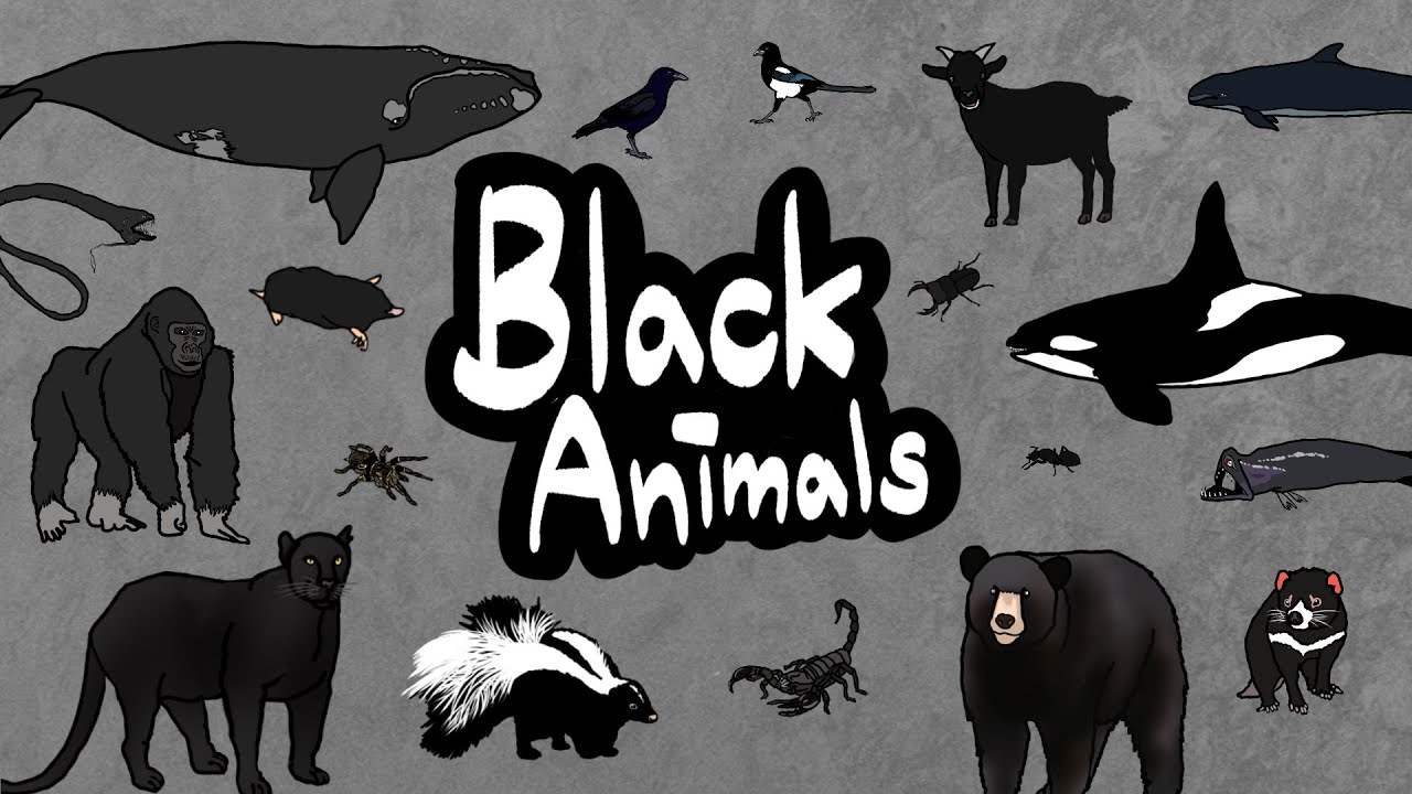 Black Animals | Which creatures are black in color? | Let’s discover black animals | Kids Draw