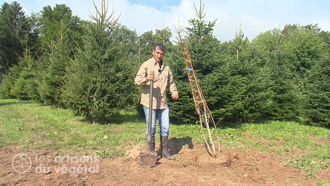 Как переместить дерево?