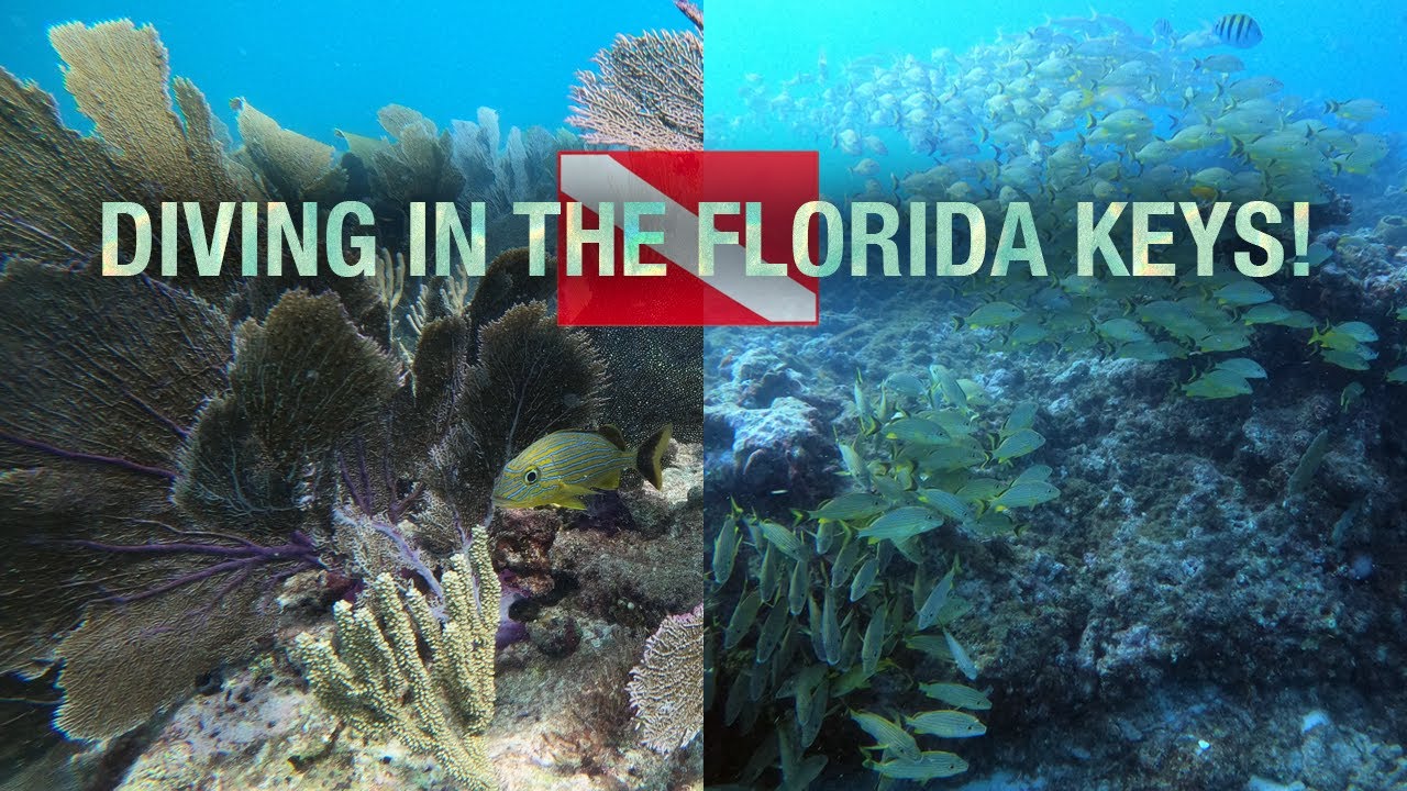 SCUBA DIVING in the Florida Keys! // 🌈 Rainbow Reef Diving Center, Key Largo by @saltylens