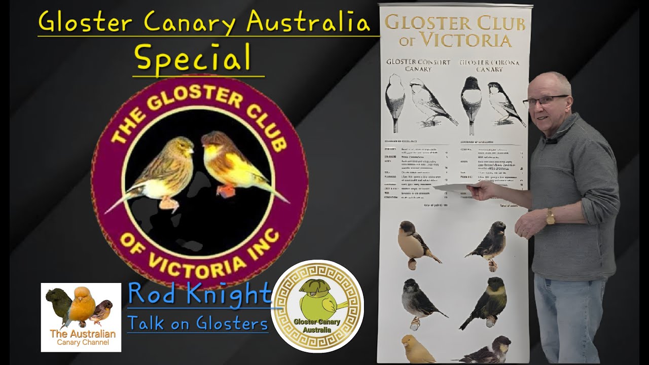 The Australian Canary Channel ( 17 )