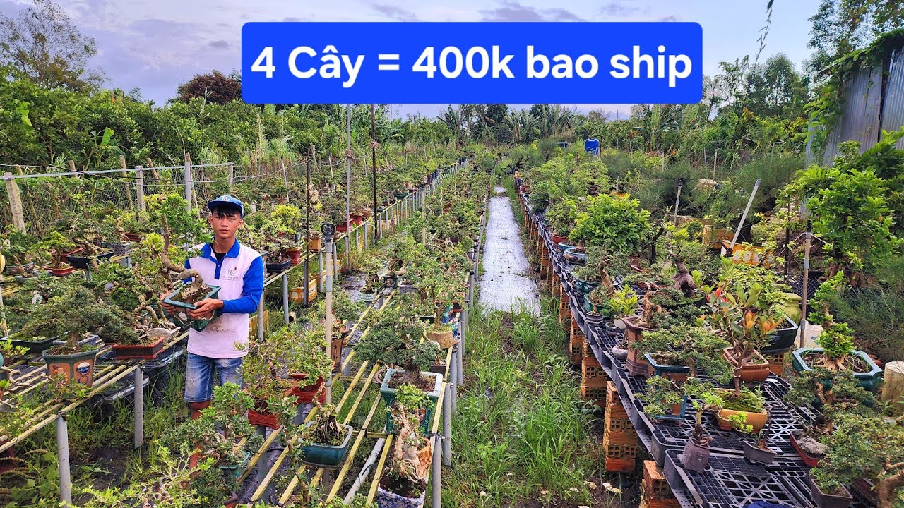 PAN CITY 658 🌺 Bonsai Mini giá rẻ chưa từng có tại Đồng Tháp, tha hồ lựa đủ loại ạk !!! .... 