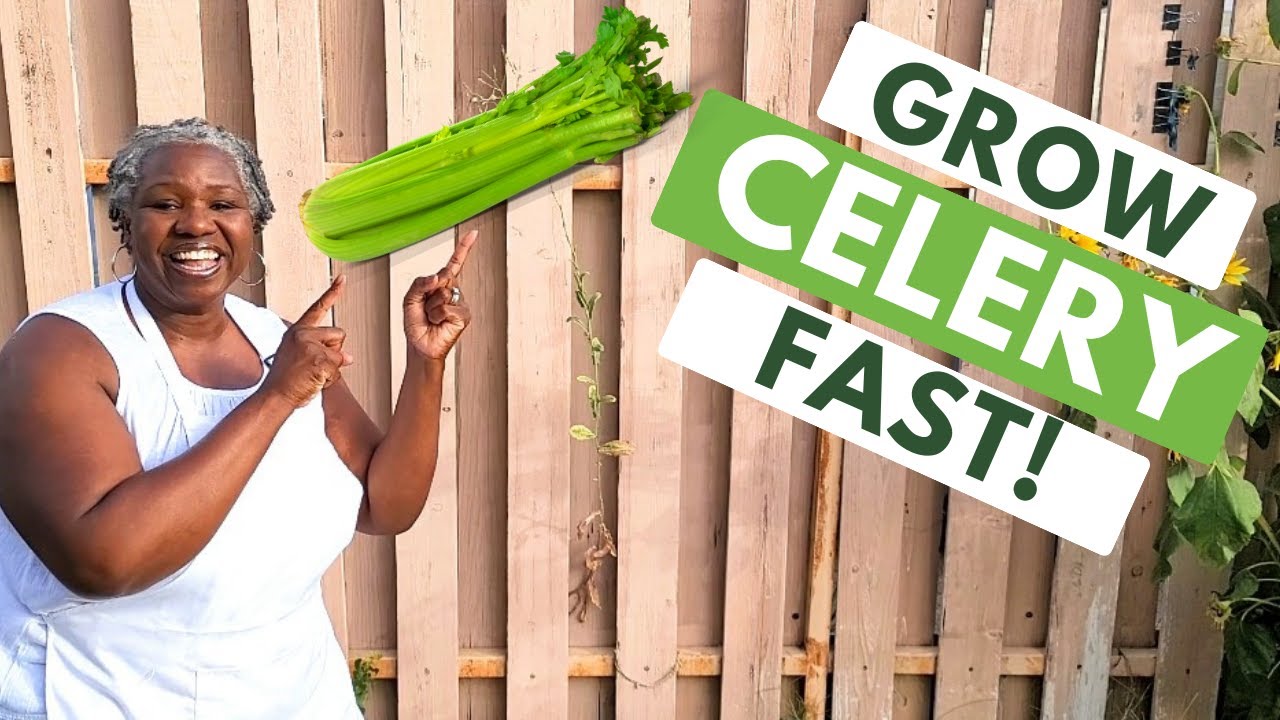 3 Tips to Growing Celery Fast!