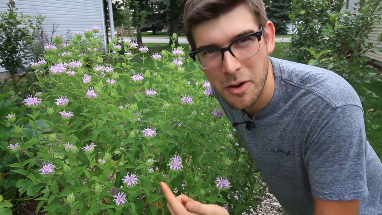 How to Grow Wild Bergamot (a.k.a Bee balm) - Complete Growing Guide