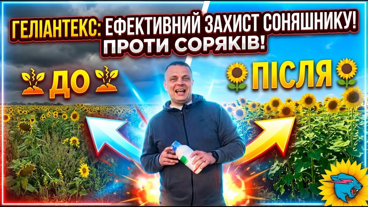 Гербіцид Геліантекс.  Еффективне Застосування на Соняшнику
