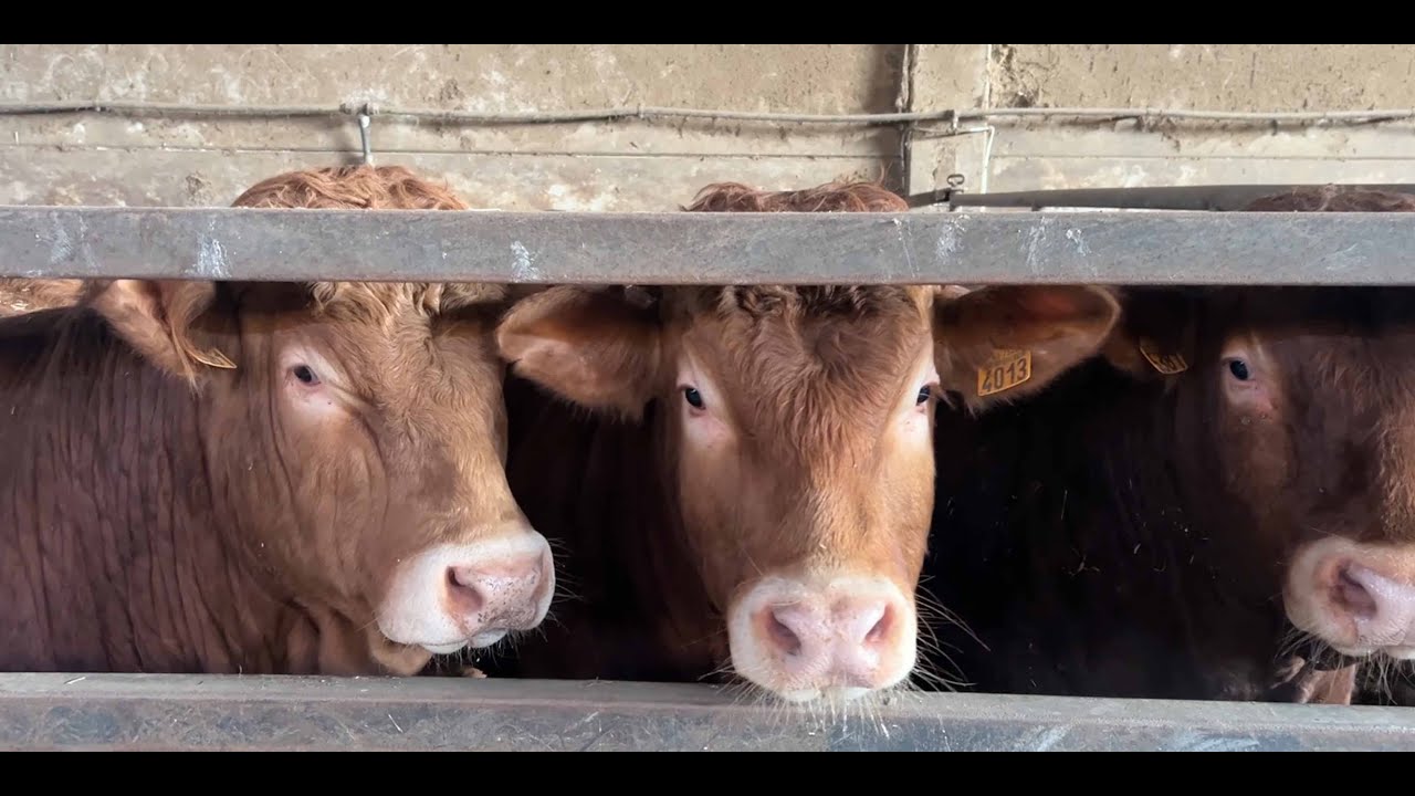 Allevamento di bovini: giovane realt&agrave; in provincia di Cuneo