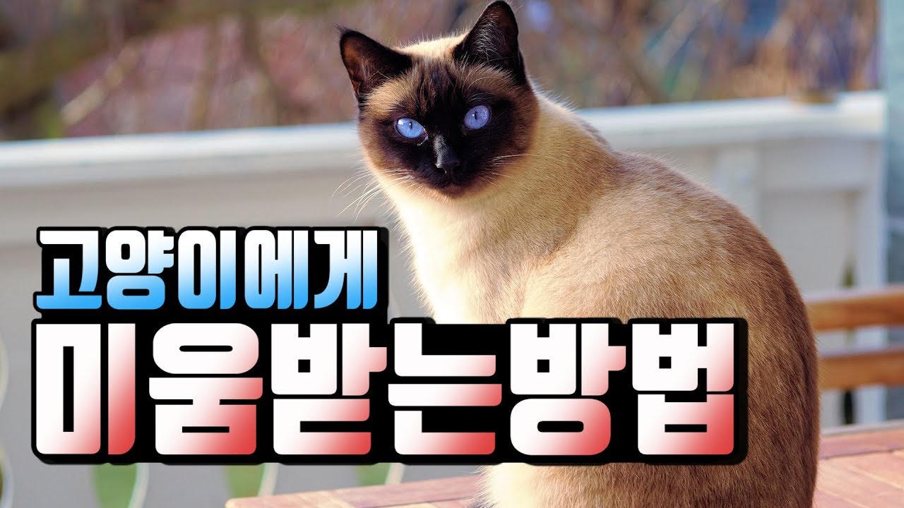 [ENG SUB] 왜 집사들은 고양이에게 맞고 살까?