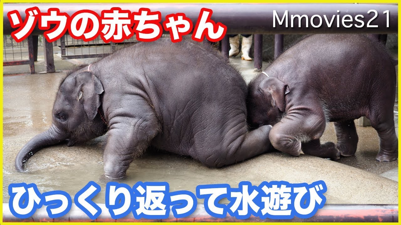 可愛いゾウの赤ちゃんたちの水遊び もも夏とら夢(市原ぞうの国) Elephant Babies
