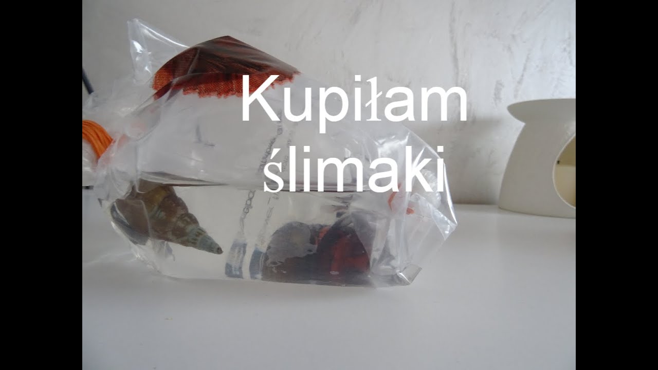 Unboxing paczki z ślimakami brotia herculea
