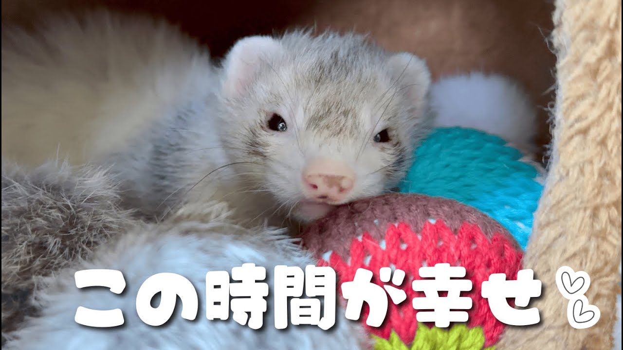 突然始まる大運動会と、最高に癒される寝顔まで【ferret#1958】