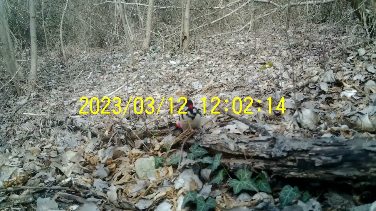 Fototrappole SG 2060 e SG 2060 T