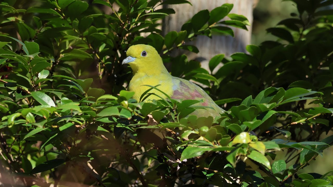 都内の公園の野鳥達(アオバト・ルリビタキ・シロハラ・カシラダカ他)：2026年1月9日