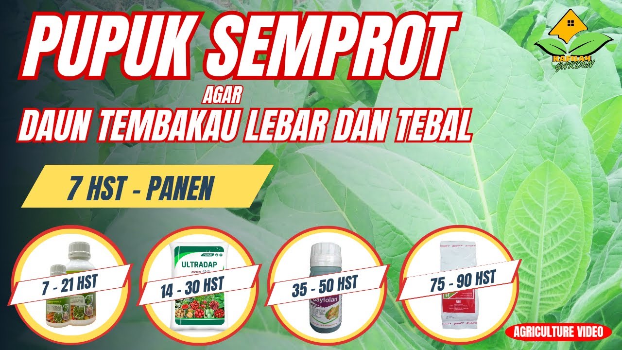 Pupuk Semprot Agar Daun Tembakau Lebar Dan Tebal | Pupuk Tembakau Agar Cepat Besar | Pupuk Tembakau