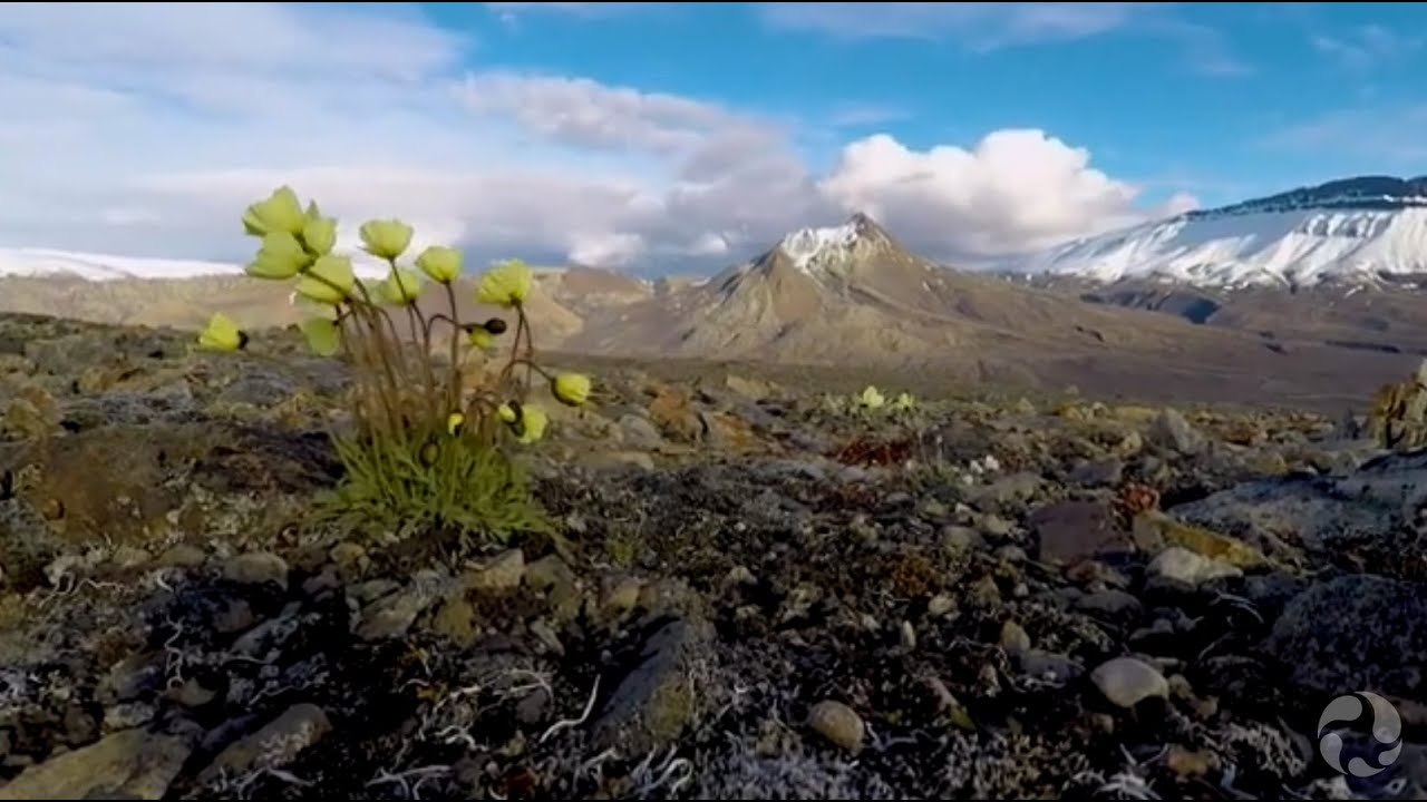Arctic Botany: From the Field to the National Plant Library