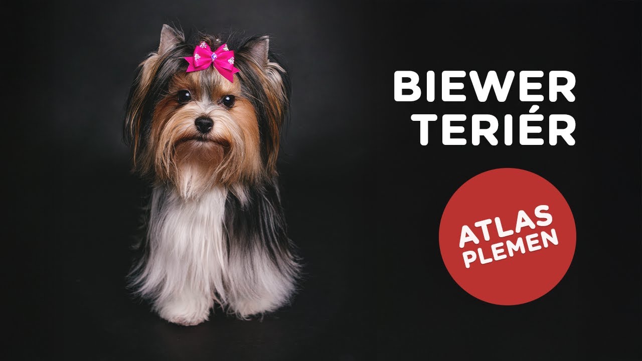 🐶 Chcete poznat plemeno biewer teriér? Další atlas plemen je tu...