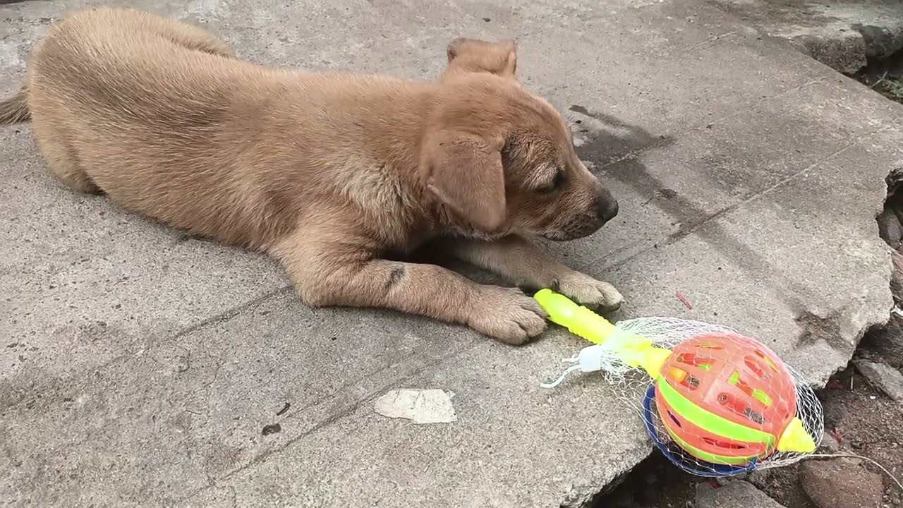 Cute Baby Dog Playing with Jhumka | Funny Puppy Video 🐶😍