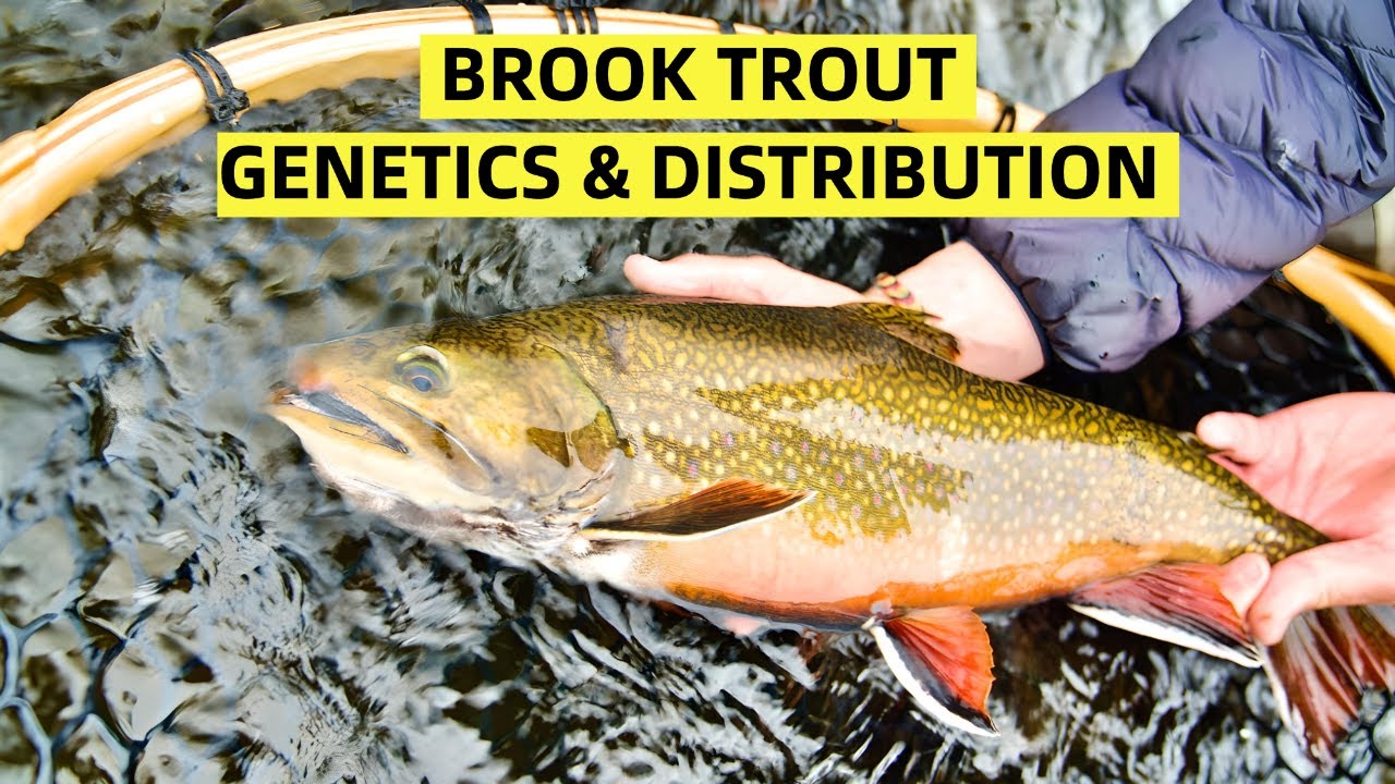 Brook Trout Genetics & Distribution