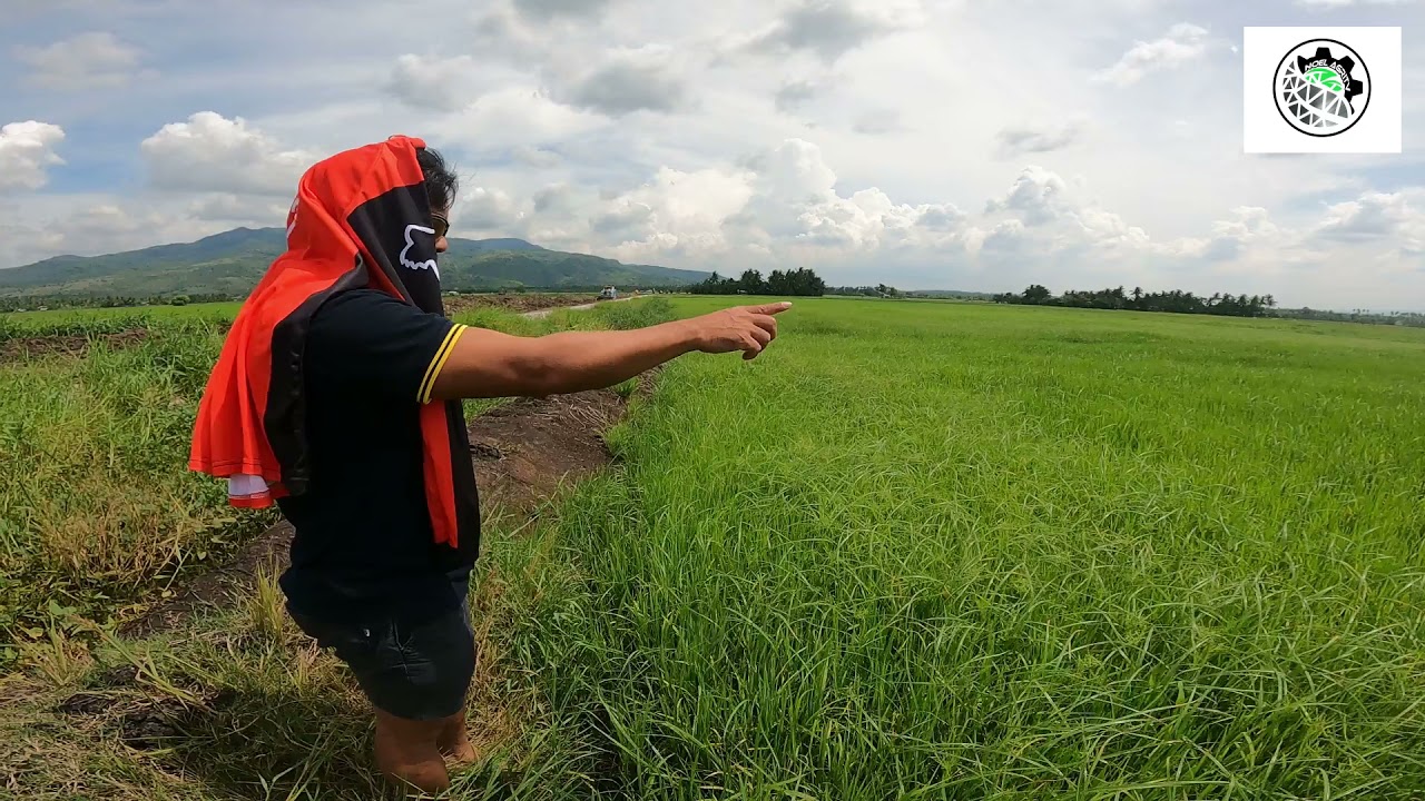 SABOG TANIM NA MAKAPAL ANG DAMO, ANO ANG SULUSYON? ALAMIN ANG MGA BAGAY NA DAPAT IWASAN.