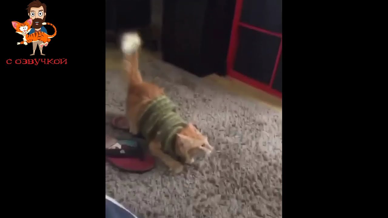 Приколы с котами! С ОЗВУЧКОЙ! Смешные коты и собаки! САМЫЕ СМЕШНЫЕ ЖИВОТНЫЕ!!!