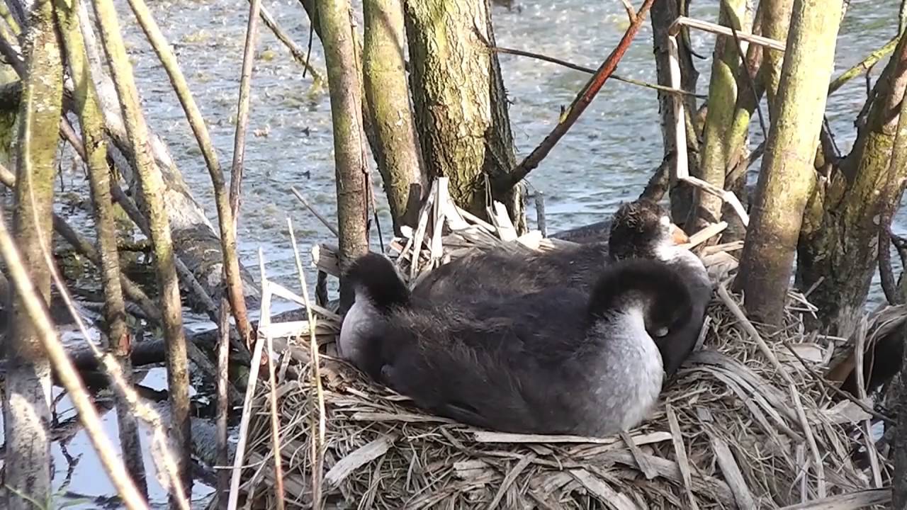 Blässhuhn Küken im Nest