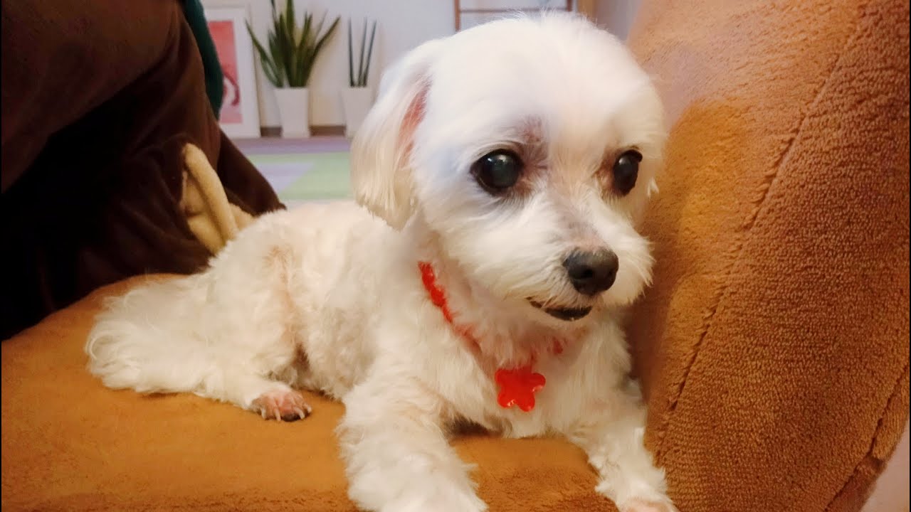 頑張ったり楽しんだりいろいろあった冬の始まりの日々⛄元繁殖犬保護犬マルチーズと50代主婦の暮らし