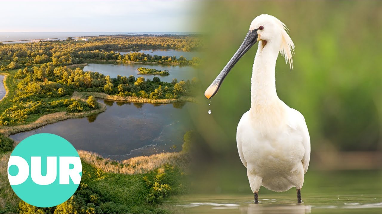 Как голландцам удалось спасти колпицу | Наш мир