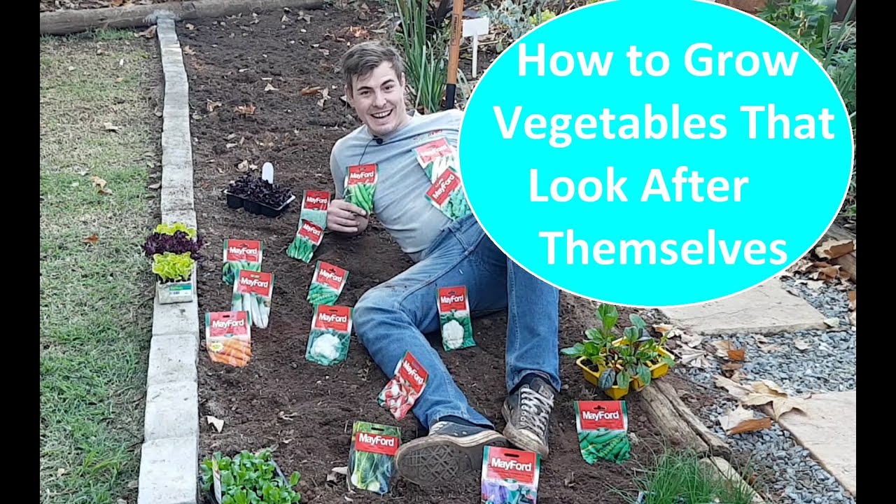 How to companion plant vegetables and herbs. How to start a vegetable garden.