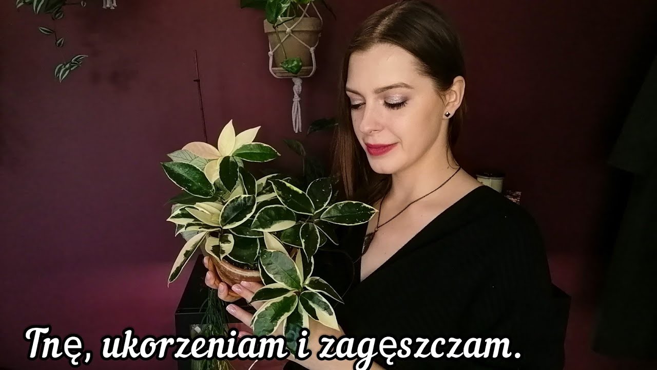 Jak rozmnażać rośliny? 🌿 Zagęszczam swoje okazy i pokazuje jak je poprawnie ciąć 🌱