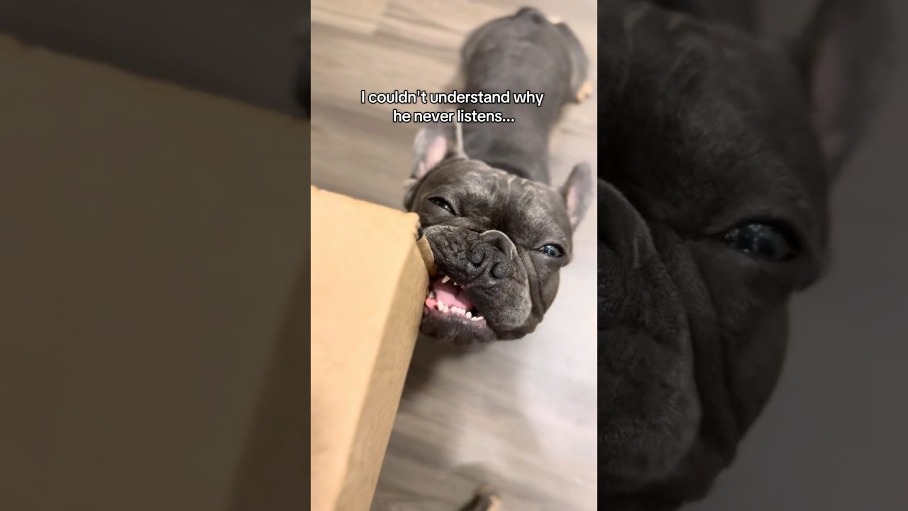 We had to get to the bottom of this.. #dogshorts #frenchbulldog #dogsofyoutube