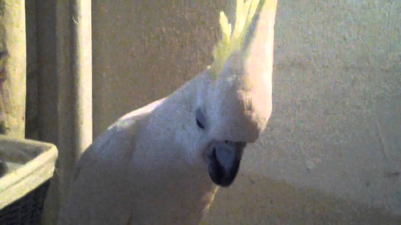 Kajja visar tofsen p&aring; kommando