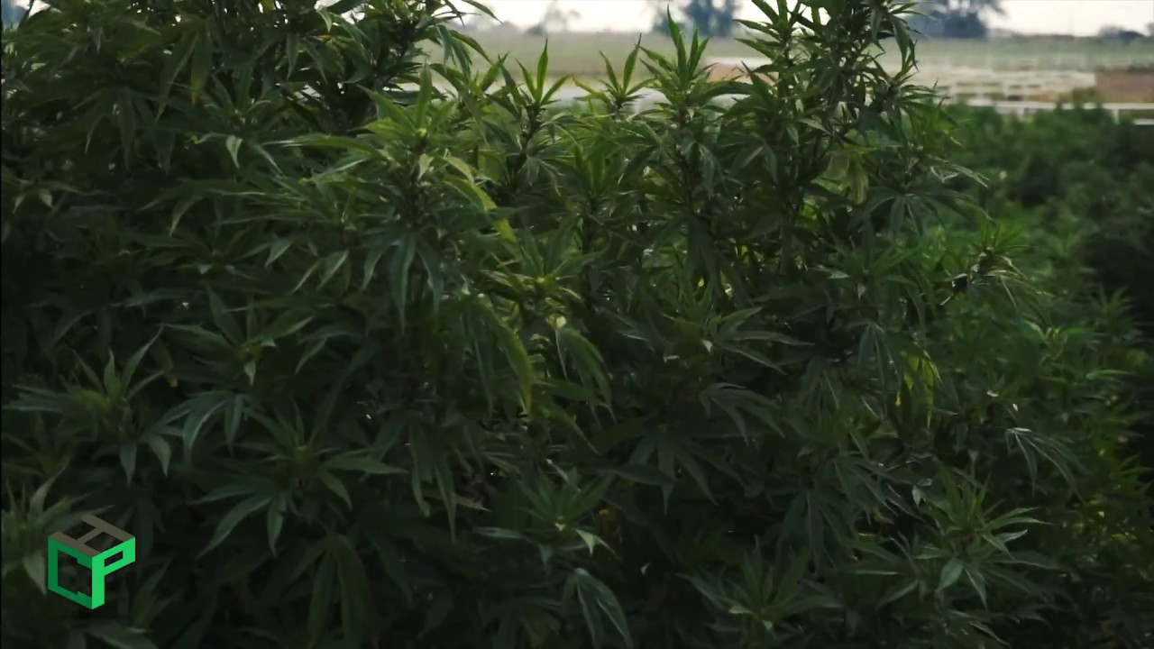Colorado hemp field