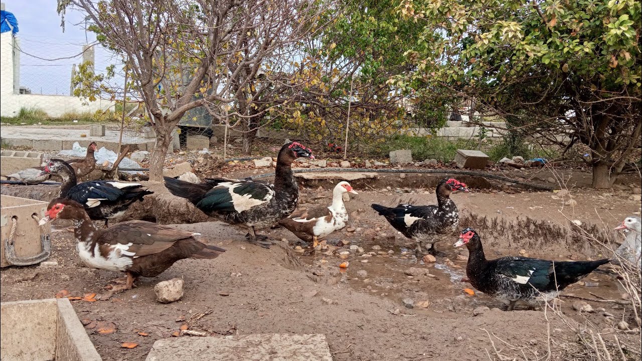 جیاوازی مراوی قەزەم لەگەڵ ئاسایی ​The difference between Standard and Miniature Muscovy ducks.