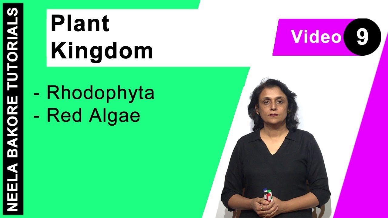 Plant Kingdom | NEET | Rhodophyta - Red Algae | Neela Bakore Tutorials