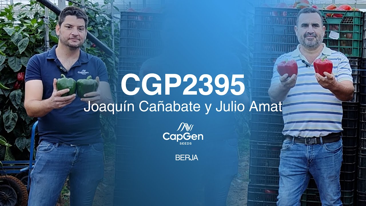 Pimiento California CGP2395 con el agricultor Julio Amat | Con Joaquín Cañabate en Berja, Almería