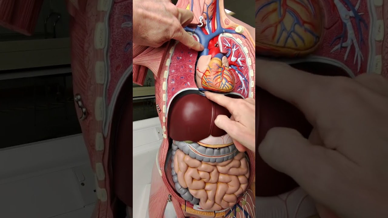 Żyła gł&oacute;wna g&oacute;rna i żyła gł&oacute;wna dolna transportują krew z ciała z powrotem do serca #anatomia