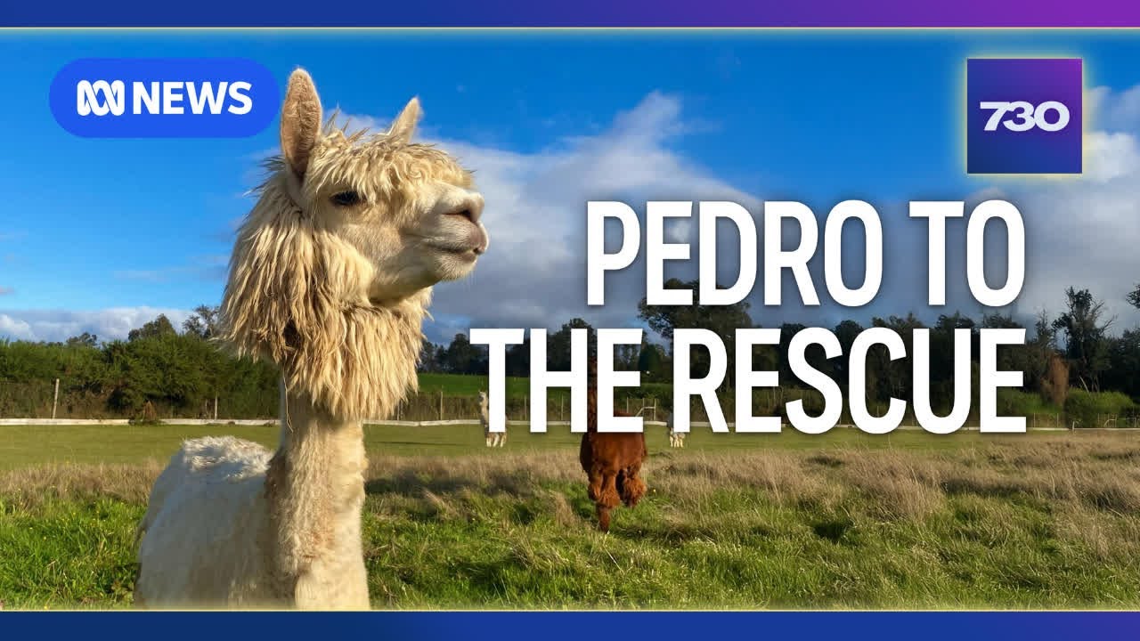 Australian scientists closer to Hendra virus vaccine thanks to an alpaca named Pedro | 7.30