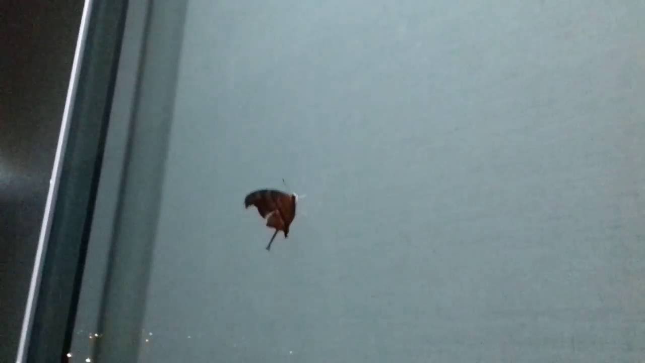Borboleta voando na minha janela.