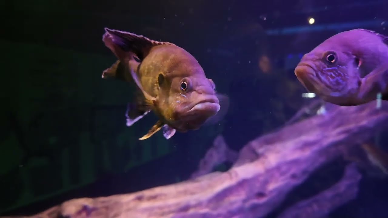 Part 4: Visiting the Oklahoma Aquarium