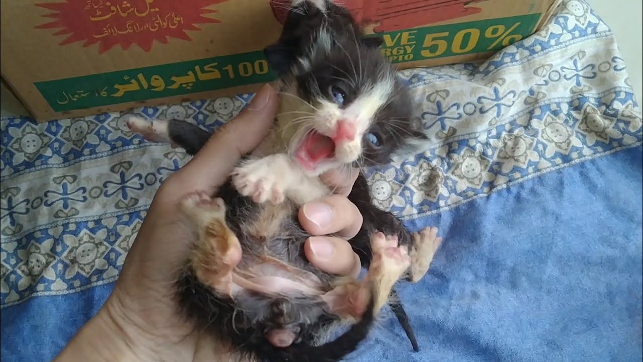 Baby Kittens Cry for Help — First Bottle Feeding Experience of Orphan Kittens