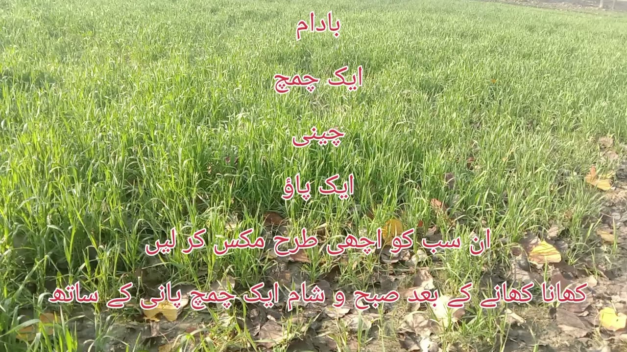 معدے اور دماغ کی کمزوری دور کریں